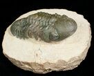 Prone Reedops Trilobite #4929-2